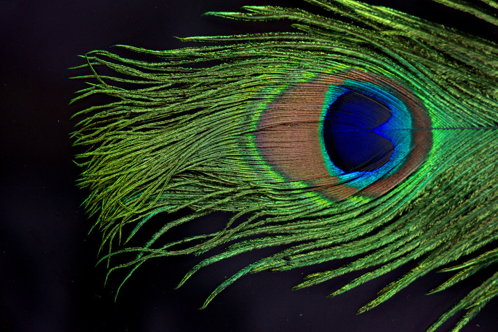 Peacock Feathers Eye (12 inches)